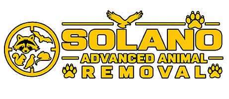 Solano Animal Removal