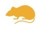 rat icon