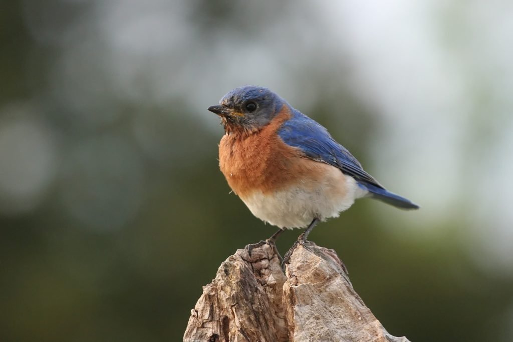 Bird Control Vacaville