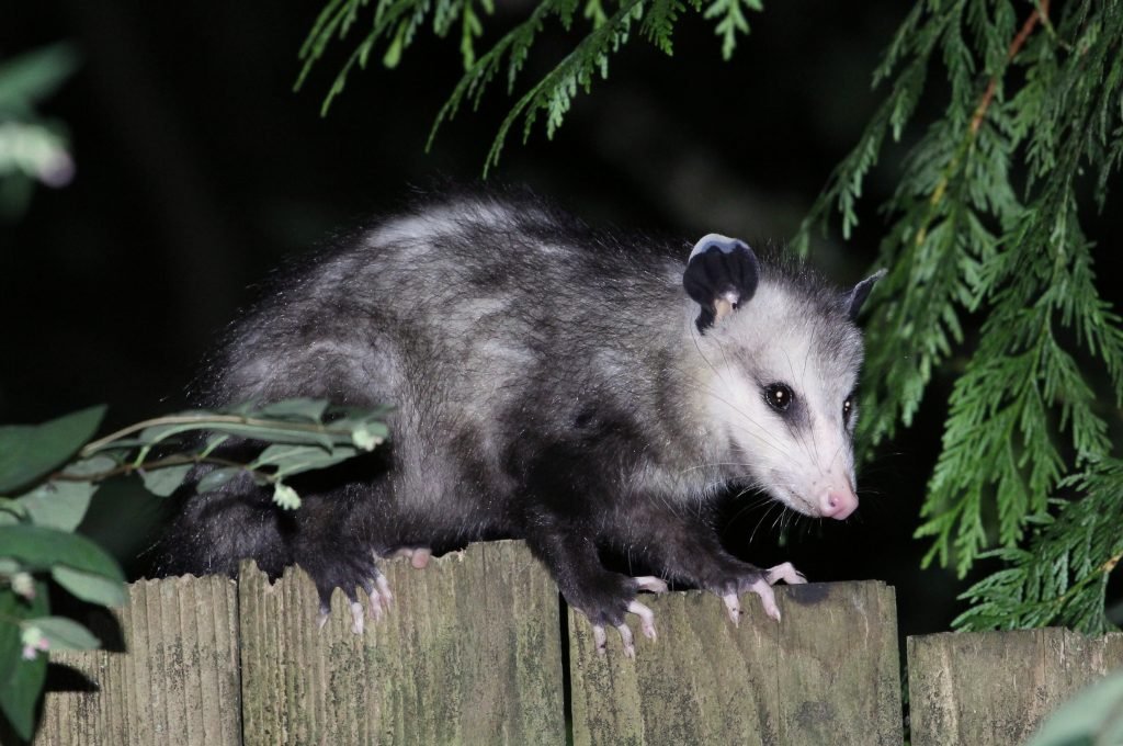 Opossum Control in Vacaville