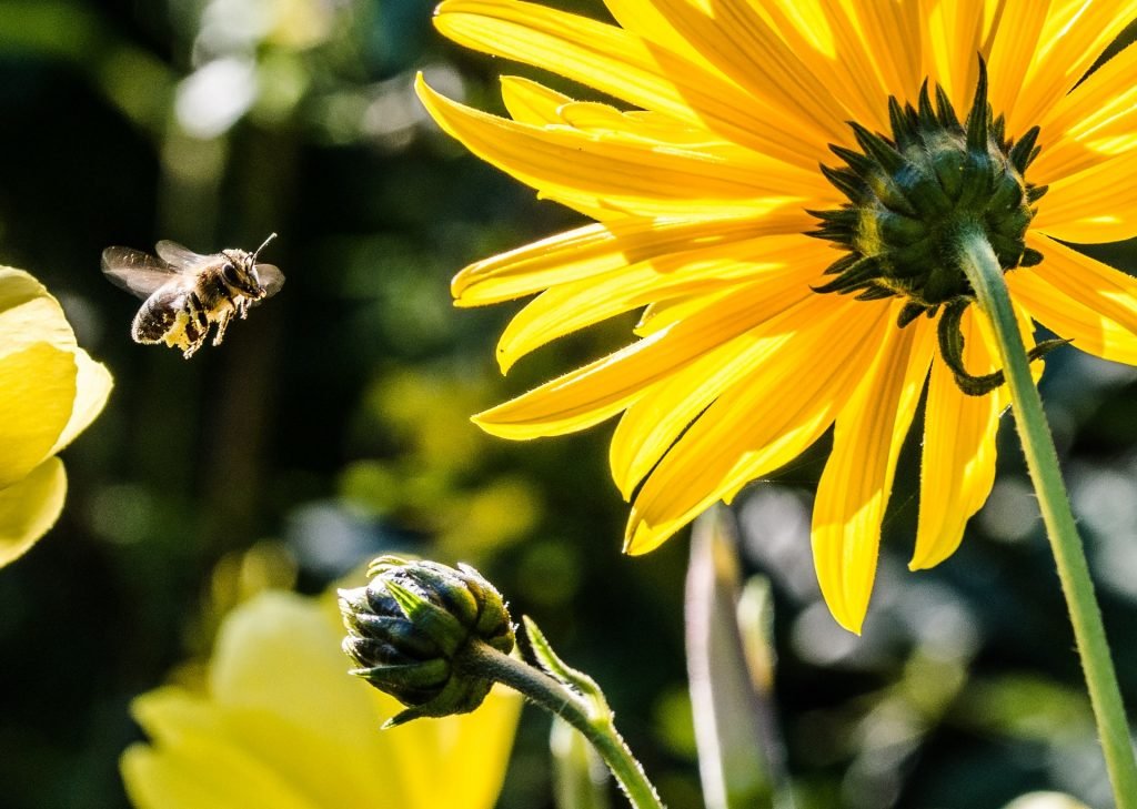 Bee Control Vacaville