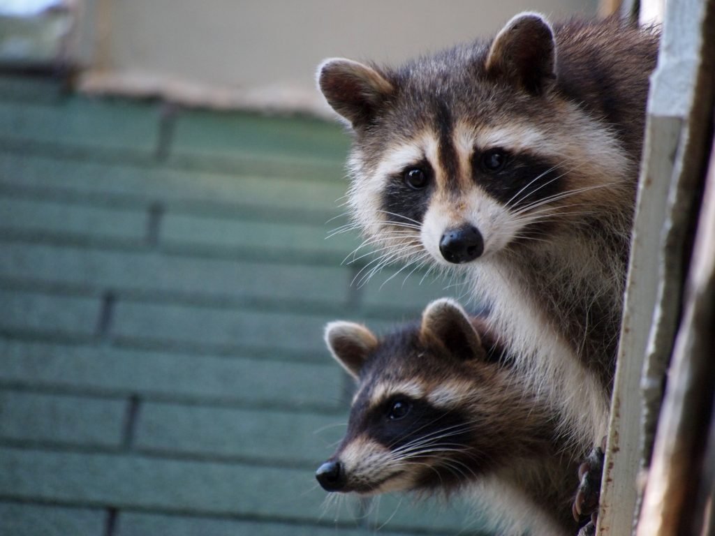 Raccoon Control in Vacaville
