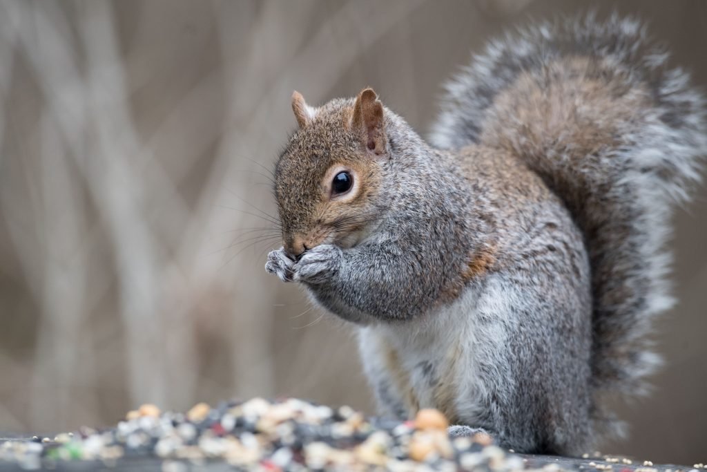 Squirrel Control in Vacaville