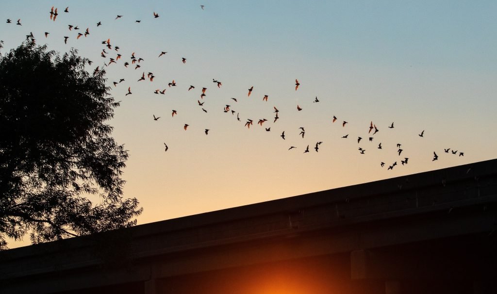 Bat Control Vacaville