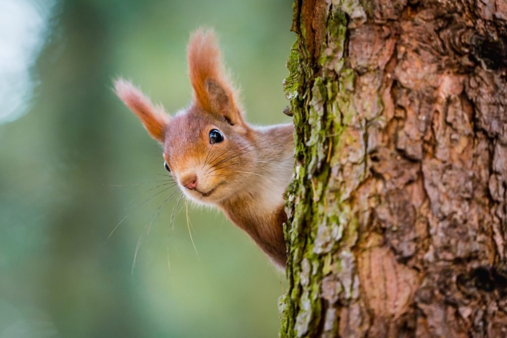 Vacaville Advanced Animal Removal - Rodent Control in Vacaville