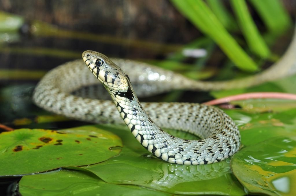 snake control