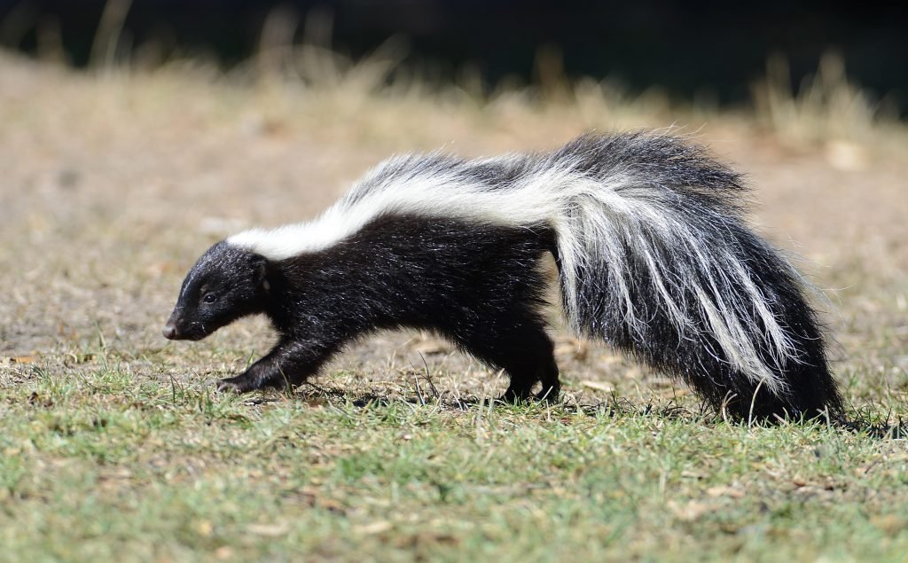 Skunk Control in Vacaville