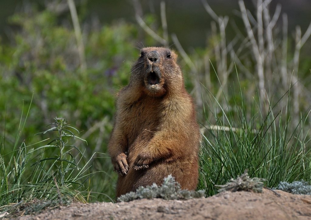 General Wildlife Control in Vacaville