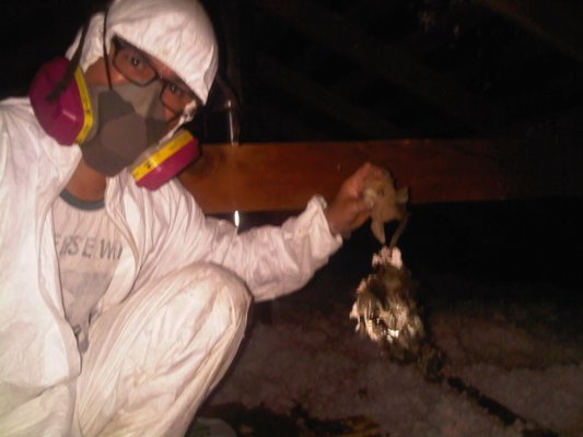 dead animal removal